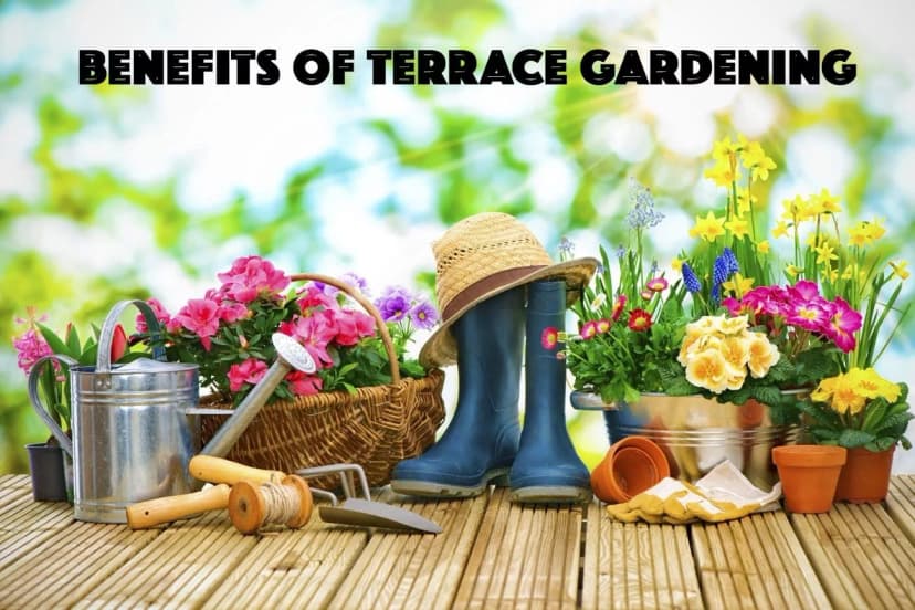 Loan for Terrace Garden Guide Easy Home Improvement
