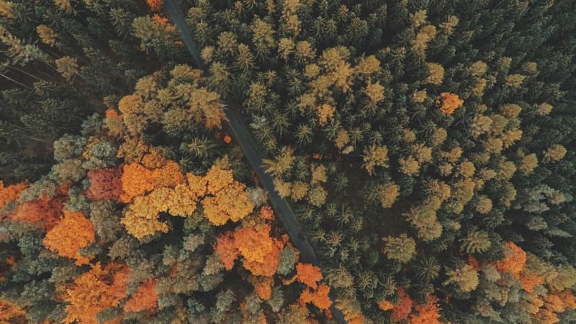 News: Why India Is Pushing Back At The WTO's Big Trade Meet On Digital Trade Duties