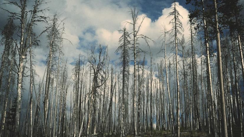 Investing Abroad: What International Students Need to Know About the 'Pause Act', 'Dignity Act', and 'Hire Act'