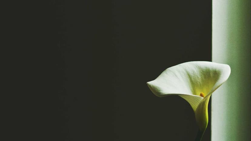 Oil Prices Dip Amidst Easing US-Iran Tensions