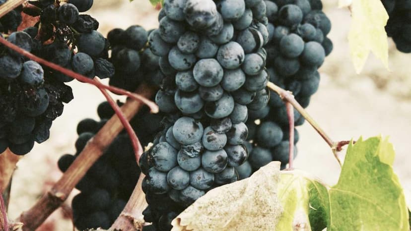 Why Recurring Deposits (RDs) are a Smart Choice for Indians: Essential Guardrails for Inclusion